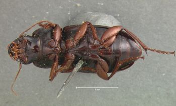 Media type: image;   Entomology 5895 Aspect: habitus ventral view
